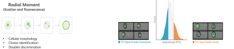 BD FACSDiscover S8 Data Analysis - FlowJo Documentation | FlowJo ...
